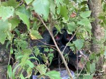 Odborno-taktick� cvi�enie prieskumnej �aty